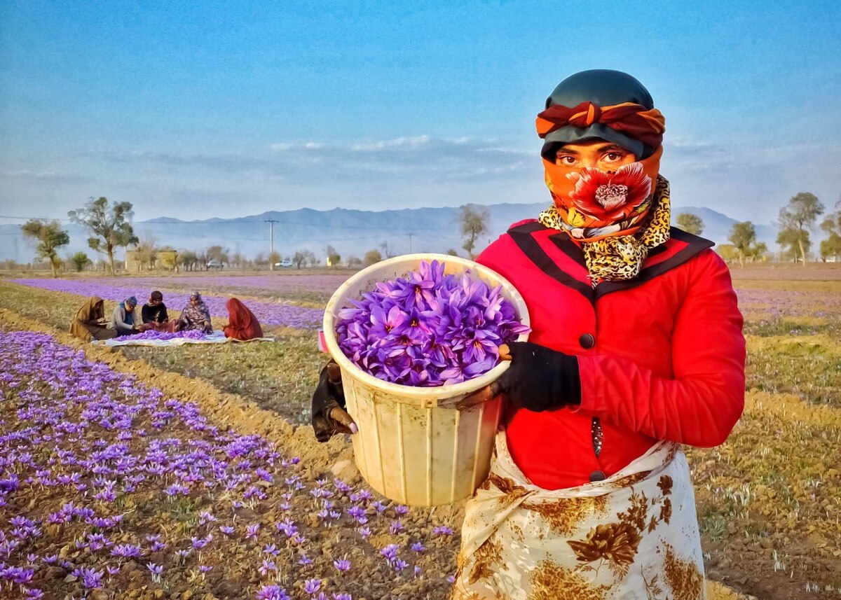 قیمت خرید گل زعفران از کشاورزان در تربت‌حیدریه اعلام شد.