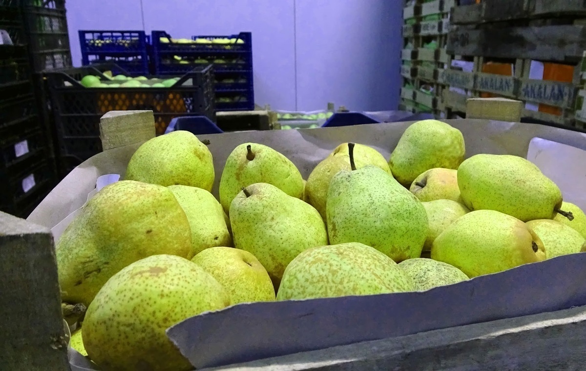 اتحادیه بارفروشان مشهد نرخ عمده‌فروشی میوه و صیفی‌جات در میادین تره‌بار مشهد را اعلام کرد.