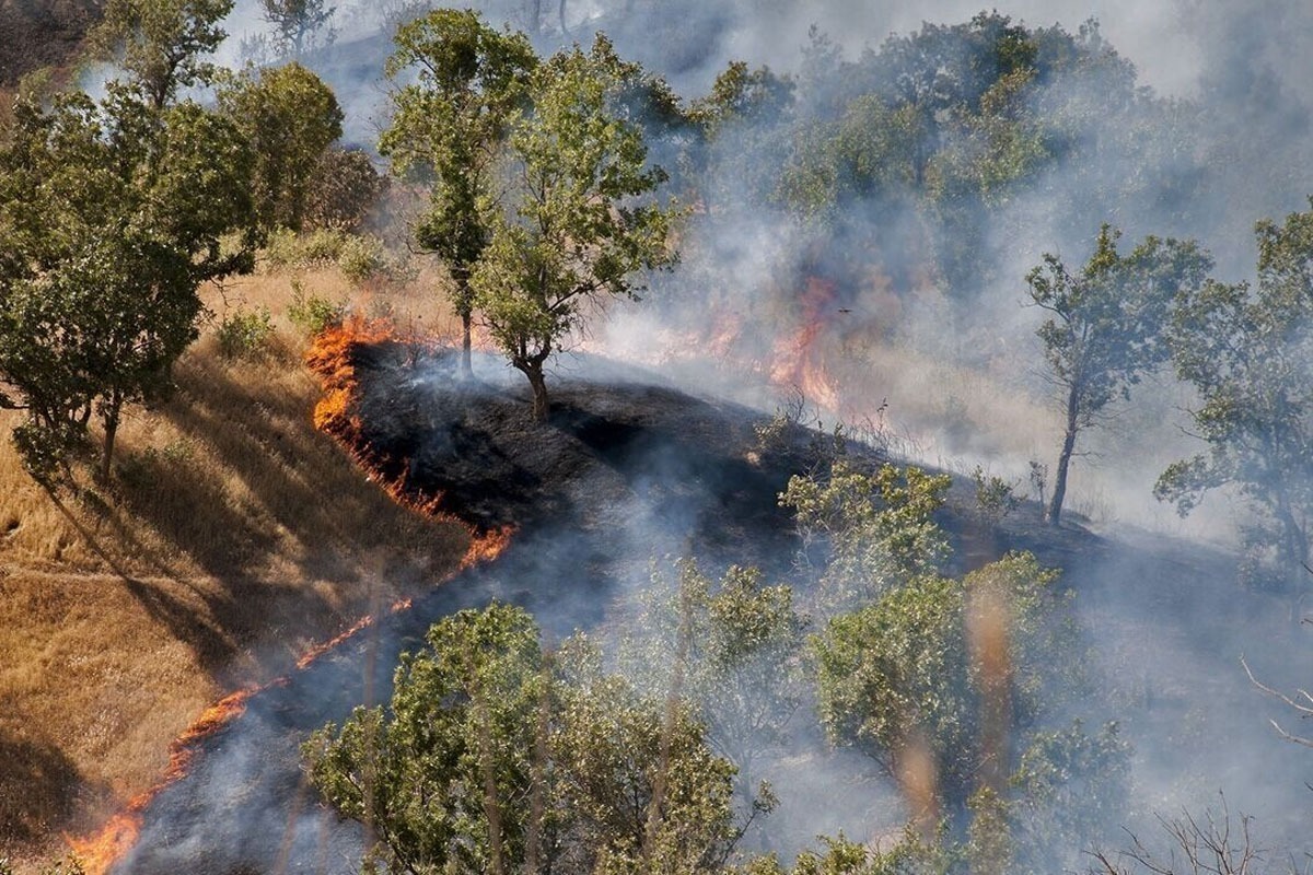 به اعلام سازمان امدادونجات جمعیت هلال احمر، بالگردهای این جمعیت برای انجام عملیات اطفای حریق جنگل های الیت چالوس تاکنون ۱۲ سورتی پرواز انجام دادند.