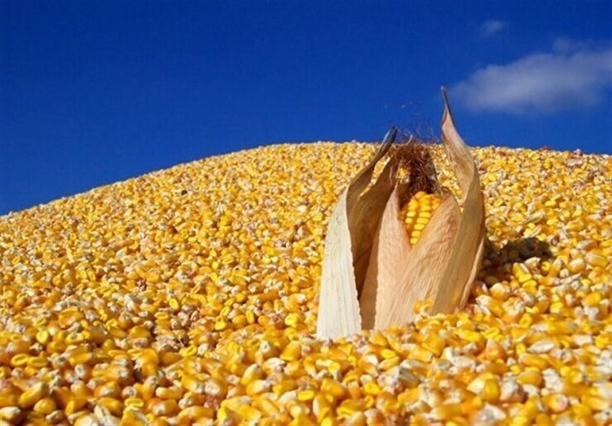 بر اساس مصوبه شورای قیمت گذاری و اتخاذ سیاست‌های حمایتی محصولات اساسی کشاورزی درخصوص قیمت تضمینی محصولات جو و ذرت دانه‌ای برای سال زراعی ۱۴۰۵-۱۴۰۴ نرخ این محصولات به صورت یکسان ۲۳ هزار تومان تعیین شد.