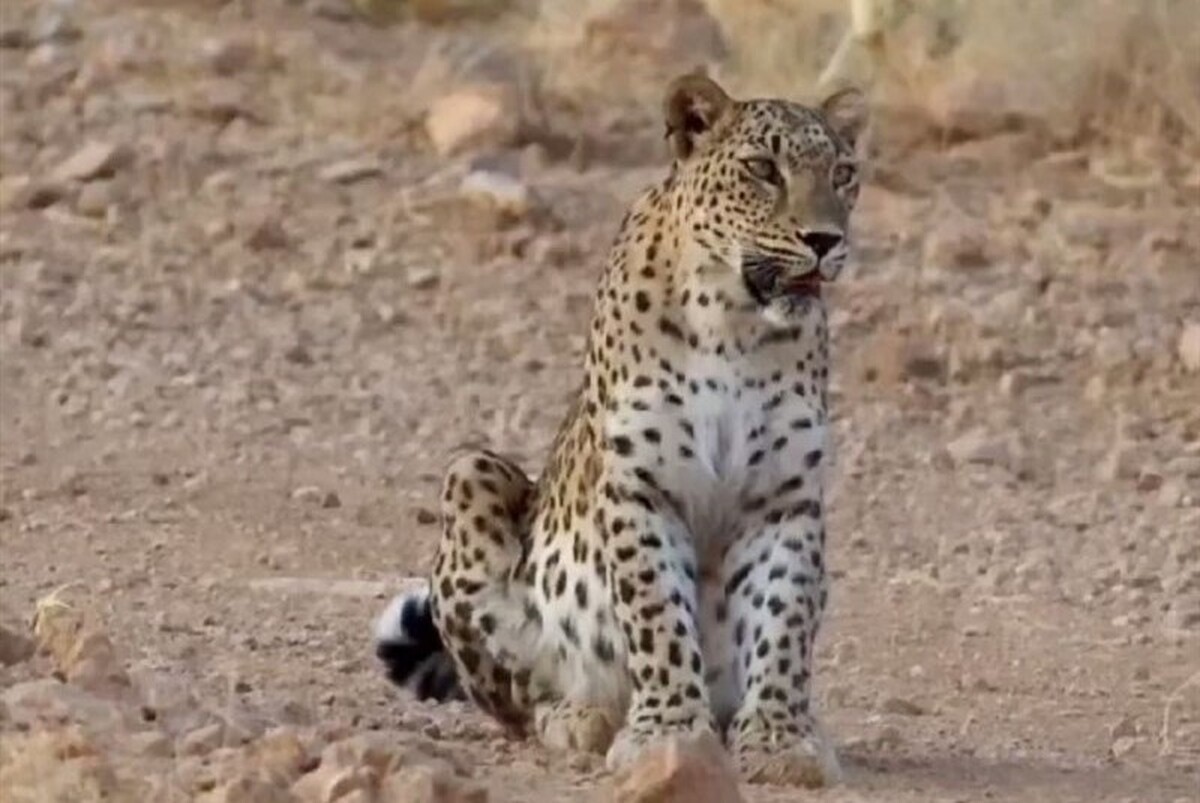 پلنگ ایرانی بزرگ‌ترین گونه پلنگ دنیا است که در استان‌های شمالی، خراسان رضوی و شمالی، سمنان، فارس، یزد و سیستان و بلوچستان مشاهده شده است.