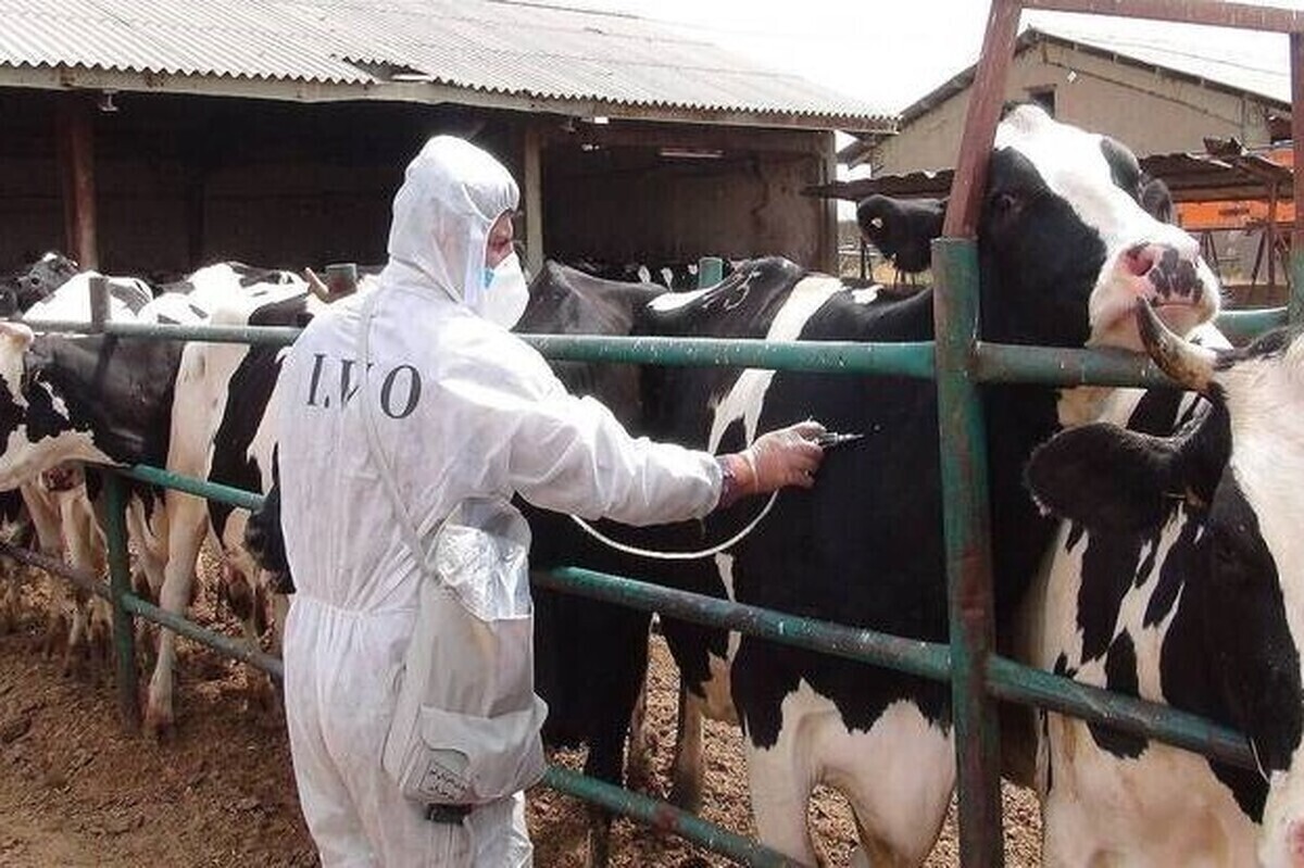 مدیرکل دامپزشکی خراسان رضوی، با تشریح آخرین وضعیت شیوع تب برفکی در خراسان رضوی، گفت: دو کانون تب برفکی استان مهار شدند، اما خراسان رضوی دارای حدود شش میلیون راس دام سبک است که به دلیل توان اقتصادی پایین‌تر دامداران سنتی، تامین واکسن رایگان برای این بخش ضروری است.