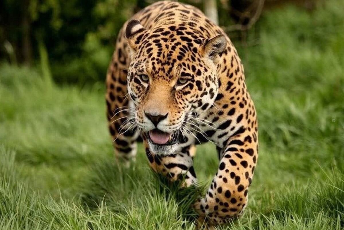 ویدئویی از چهار پلنگ ایرانی در منطقه سواد کوه مازندران را مشاهده نمائید.