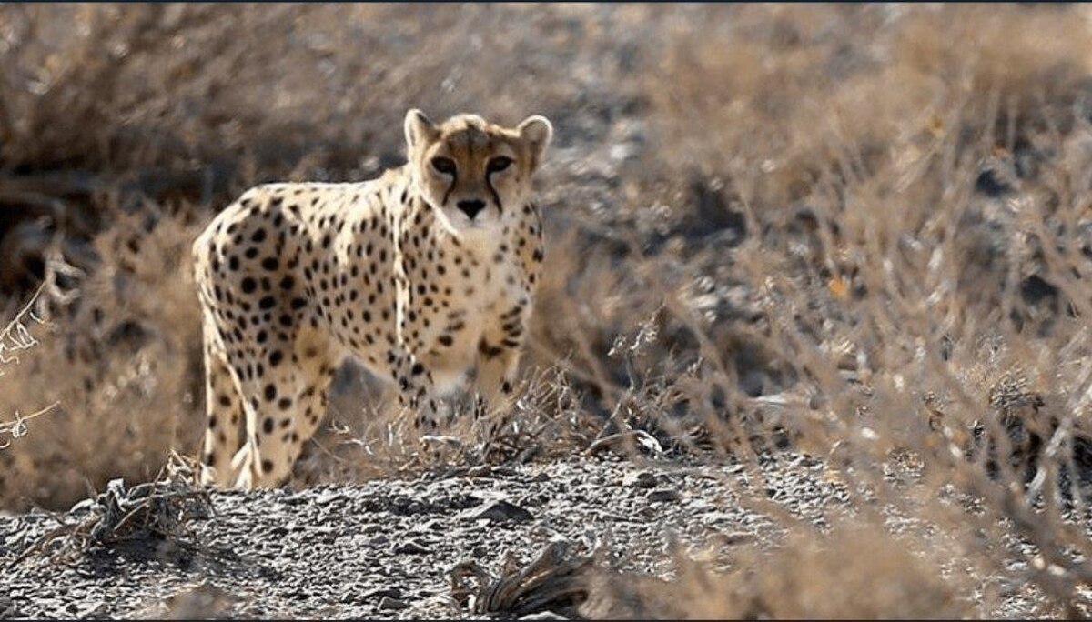معاون محیط زیست طبیعی و تنوع زیستی اداره کل حفاظت محیط زیست خراسان رضوی اعلام کرد: برای چهارمین بار در سال‌جاری حضور یوزپلنگ آسیایی در خراسان رضوی ثبت شد و این بار ۲ قلاده یوزپلنگ آسیایی در محدوده شمال شهرستان سبزوار مشاهده و تصویربرداری شد؛ رخدادی ارزشمند که نویدبخش تقویت زیستگاه‌های طبیعی استان است.