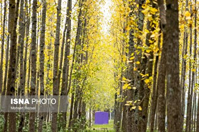 گزارش تصویری | پادشاه فصل‌ها پاییز