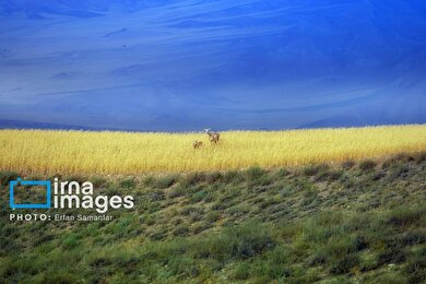 گزارش تصویری | سلاطین صخره‌ها