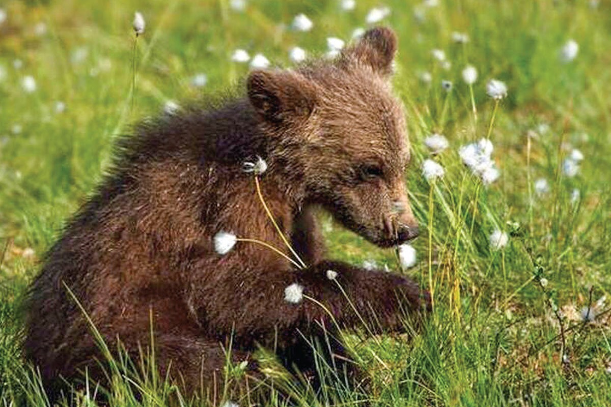 جدیدترین خبر از سازمان حفاظت محیط زیست، سرشار از شگفتی است! معاون محیط زیست گفته است: خودمان هم نمی‌دانیم چه سرنوشتی برای توله خرس گم شده پردیسان پیش آمد؟