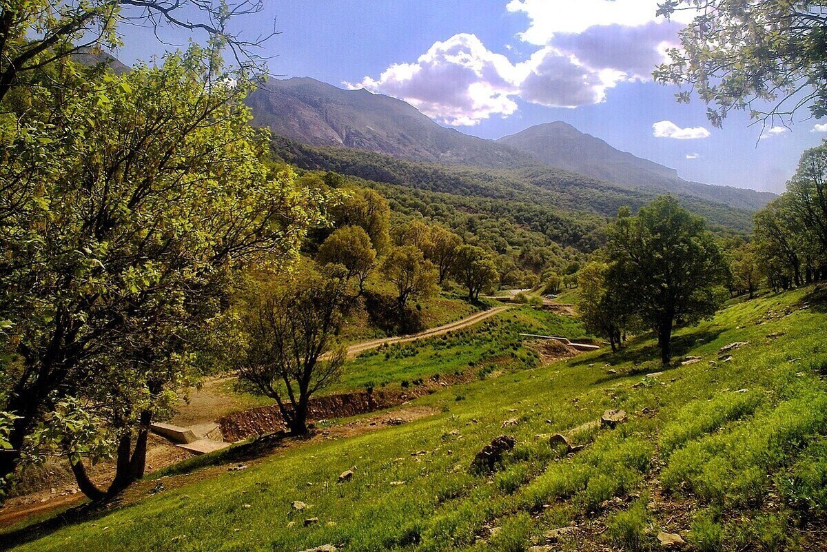 نماینده ویژه رئیس سازمان برنامه و بودجه گفت: مشکل اصلی جنگل‌های زاگرس بودجه نیست، بلکه مشکل مدیریت، برنامه‌ریزی و سازگاری با رفتار مردم است. با هماهنگی دستگاه‌ها و مشارکت مردم، این مسائل قابل‌حل است.