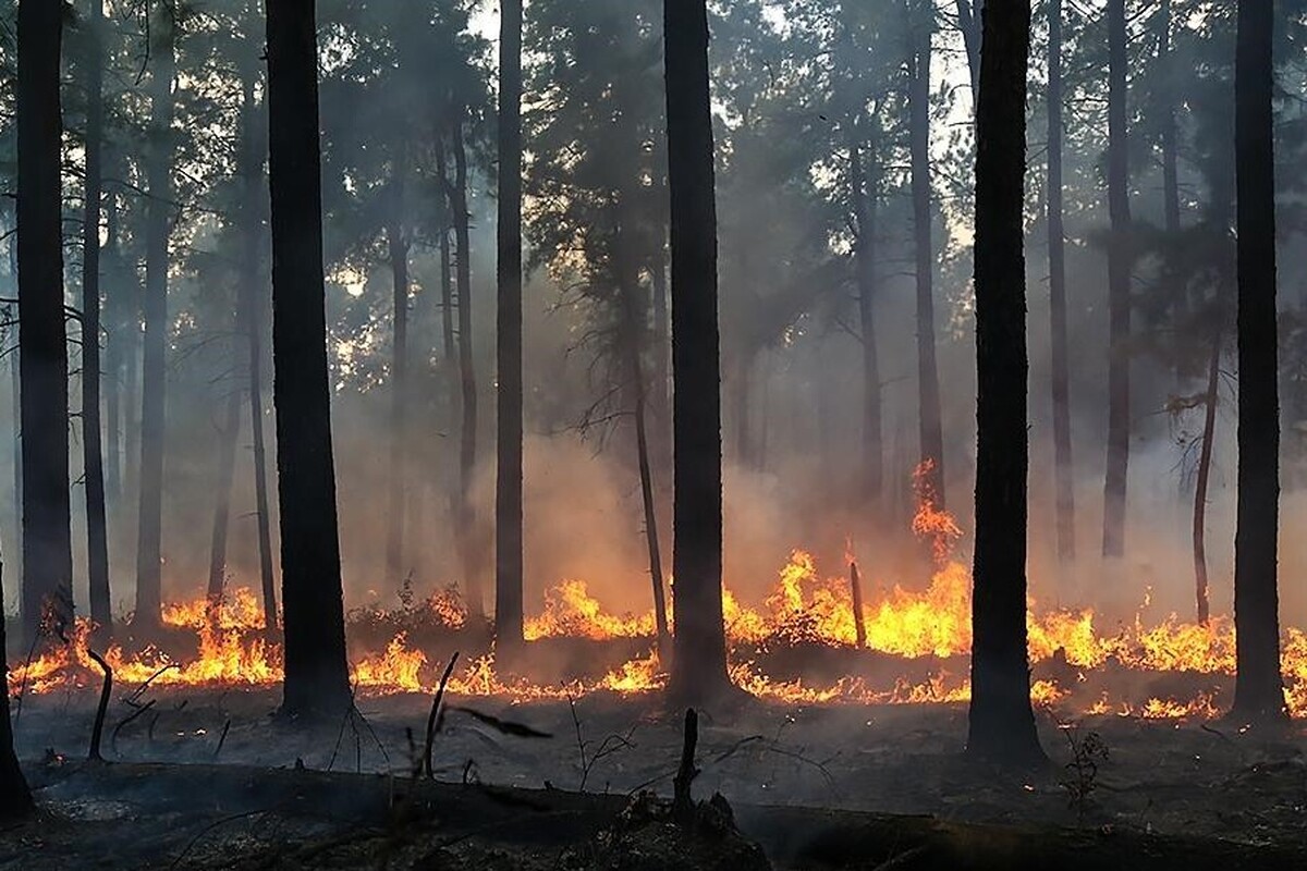 حریق جنگل‌های هیرکانی بالاخره مهار شد (۲ آذر ۱۴۰۴)