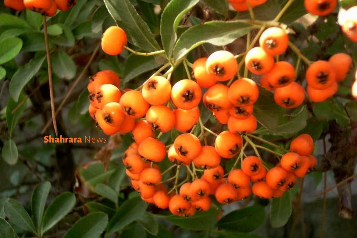 اگر می‌خواهید همیشه سالم و تندرست باشید در کنار ورزش روزانه‌ مصرف میوه‌ها و سبزیجات را نباید فراموش کنید. امروز می‌خواهیم درباره خواص و فواید زالزالک و تمرهندی صحبت کنیم.