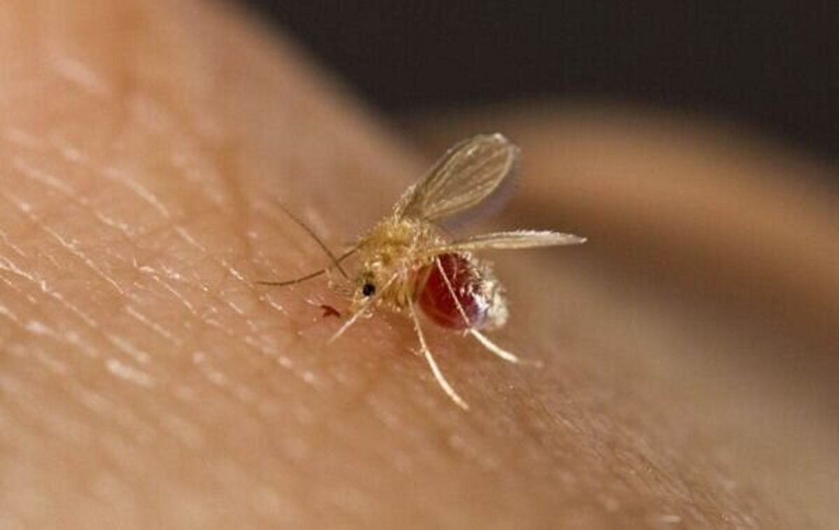 از ابتدای سال ۱۴۰۴ تاکنون در مجموع ۱۱۰۷ بیمار مبتلا به تب دِنگی در کشور شناسایی شده و پشه آئدس که می‌تواند حامل ویروس تب دنگی باشد در ۱۱ استان کشور صید و مشاهده شده است.