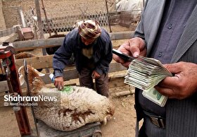 بازار دام مهد توس مشهد با مهار تب برفکی بازگشایی شد (۲۳ آذر ۱۴۰۴)