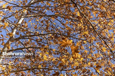 اینفوگرافی| چرا در پاییز و زمستان افسرده می‌شویم؟