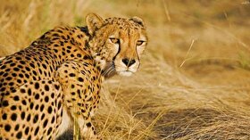 مشاهده ۶ قلاده یوزپلنگ آسیایی در میاندشت (سه‌شنبه، ۲۵ آذر ۱۴۰۴) + فیلم