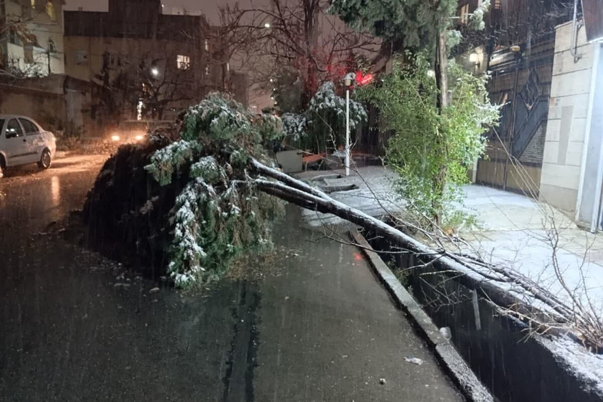 جمع‌آوری ۱۱۱ مورد درخت و سرشاخه سقوطی بر اثر بارش برف در مشهد طی شب گذشته (۲۶ آذر ۱۴۰۴)
