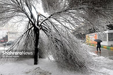 گزارش تصویری | شکستگی درختان در مشهد بر اثر بارش برف