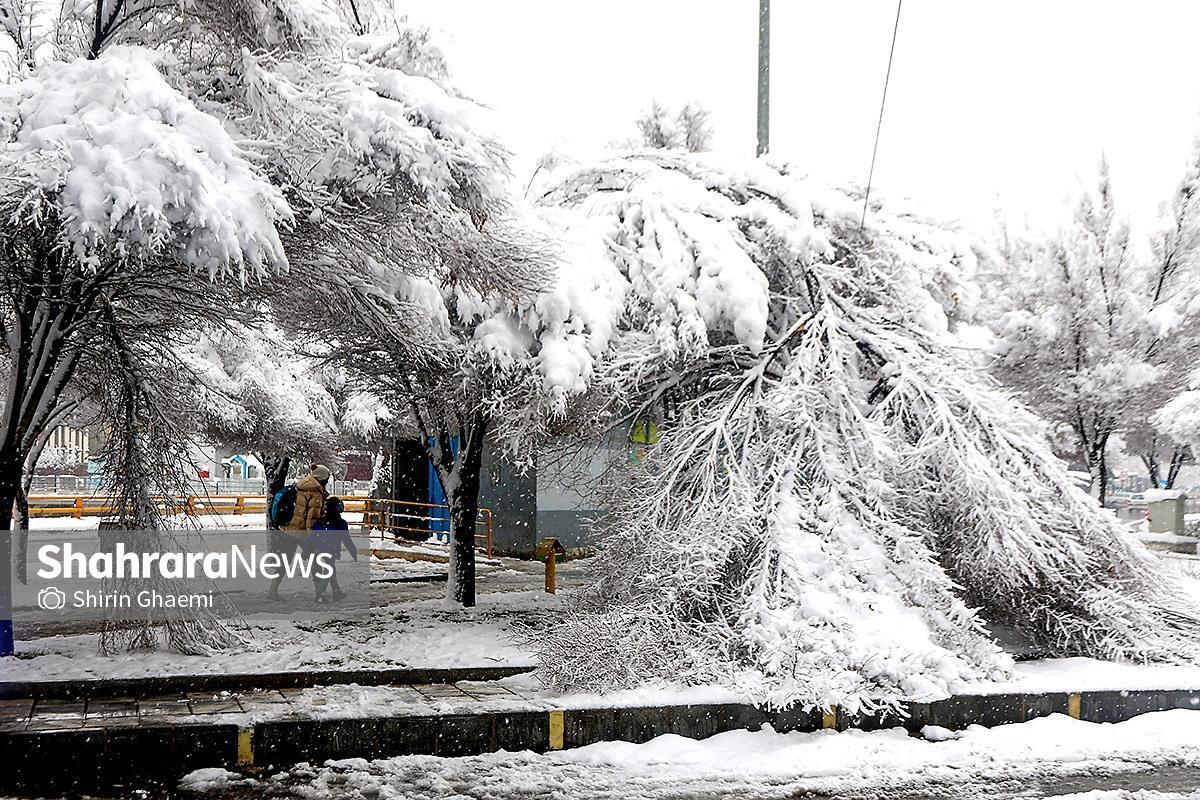 سقوط درختان پس از برف سنگین مشهد | ۲۶۵ حادثه فقط در ۸ ساعت (۲۹ آذر ۱۴۰۴)