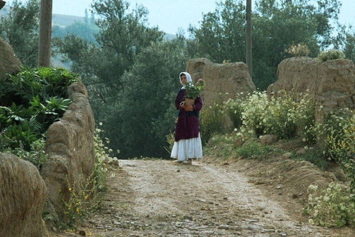 نسخه مرمت شده فیلم سینمایی «زیر درختان زیتون» اثر ماندگار «عباس کیارستمی» به عنوان فیلم افتتاحیه چهل‌وسومین جشنواره جهانی فیلم فجر در شیراز به نمایش گذاشته می‌شود.