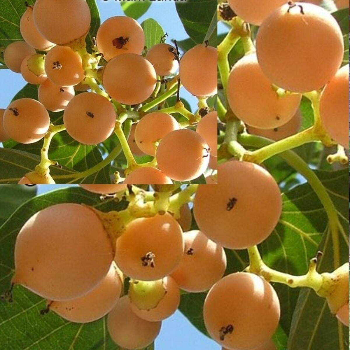 میوه‌ای به نام «سپستان» وجود دارد که در جنوب کشور و مناطق گرمسیر پیدا می‌شود و برای درمان سرفه، گرفتگی گلو و صدا و همچنین بیماری‌های ریوی در طب سنتی استفاده می‌شود.