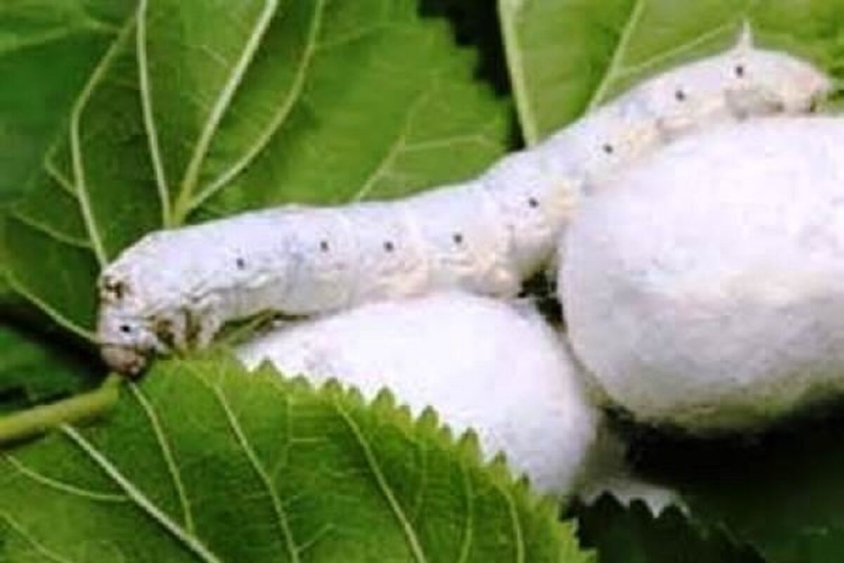 خودکفایی تولید تخم نوغان هیبرید ظرف سه سال محقق می‌شود