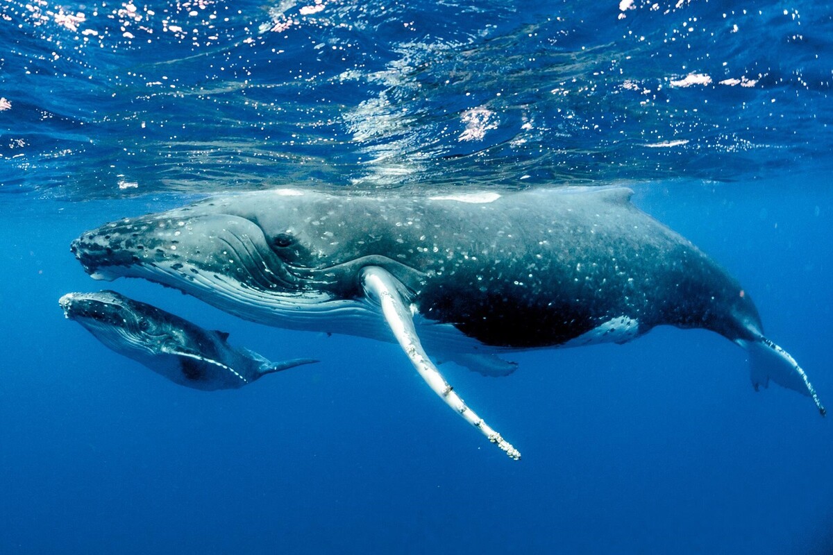 ویدئو| شیردهی یک نهنگ مادر به فرزندش!
