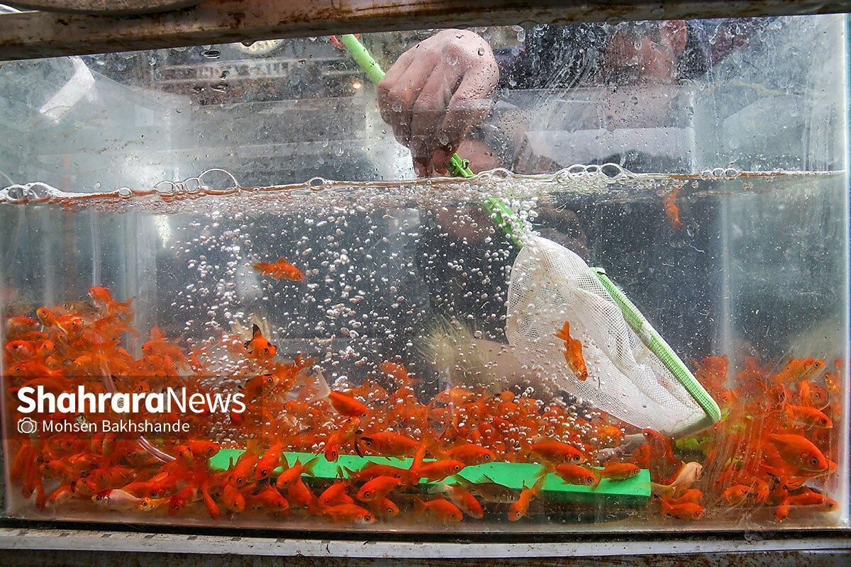 جهش تولید ماهیان زینتی خراسان رضوی در سال ۱۴۰۵ با نگاه توسعه&zwnj;ای به این صنعت