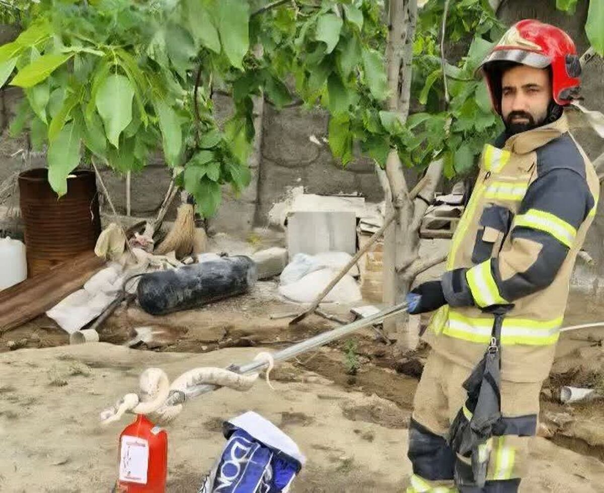 نجات خانواده روستای سوسنقین ساوه از گزند مار&zwnj;های سمی