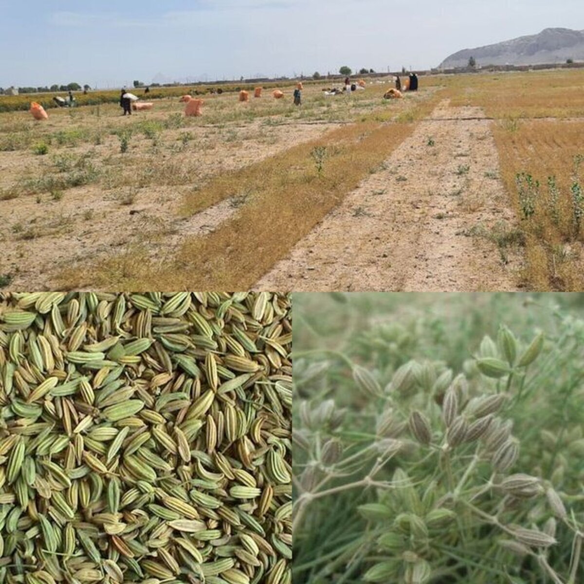 برداشت ۷۰۰ تن زیره سبز در بجستان خراسان رضوی