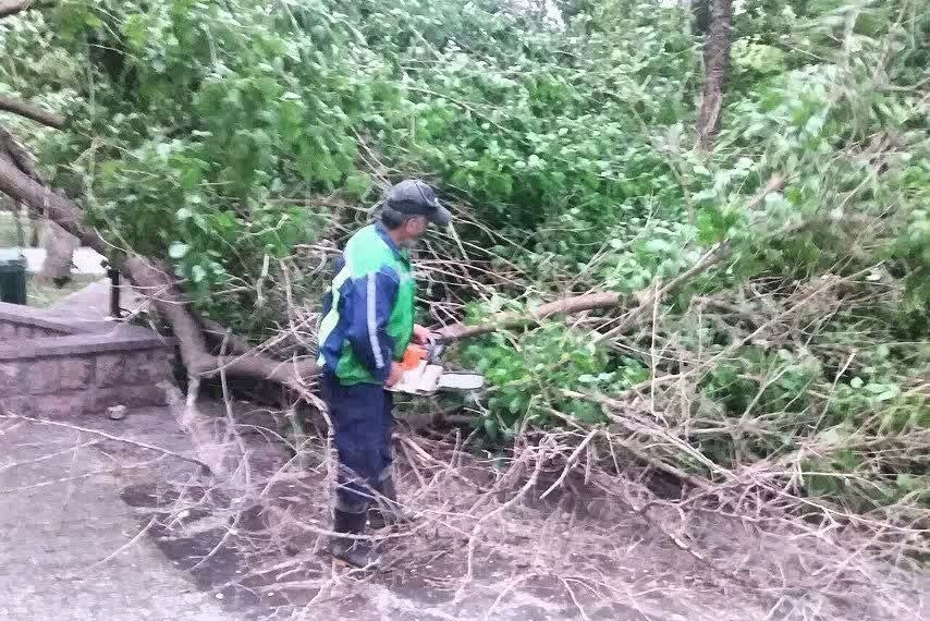 شکستگی و سقوط ۳۵ اصله نهال، درخت و سرشاخه بر اثر ورزش باد شدید در عصر پنجشنبه (۲۴ اردیبهشت ۱۴۰۵)