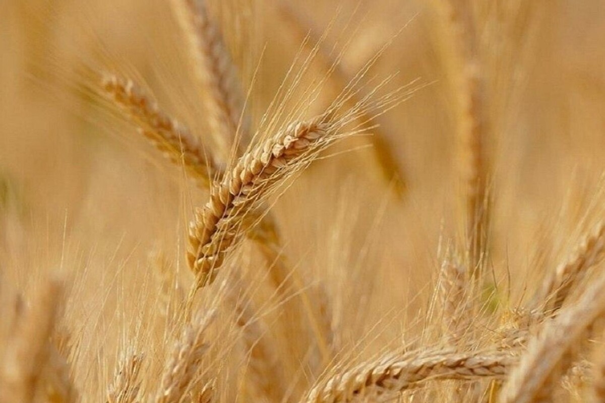 آغاز خرید تضمینی گندم از جنوب خراسان رضوی