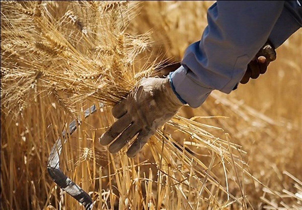 ۵۰ درصد مطالبات گندمکاران به‌زودی پرداخت می‌شود