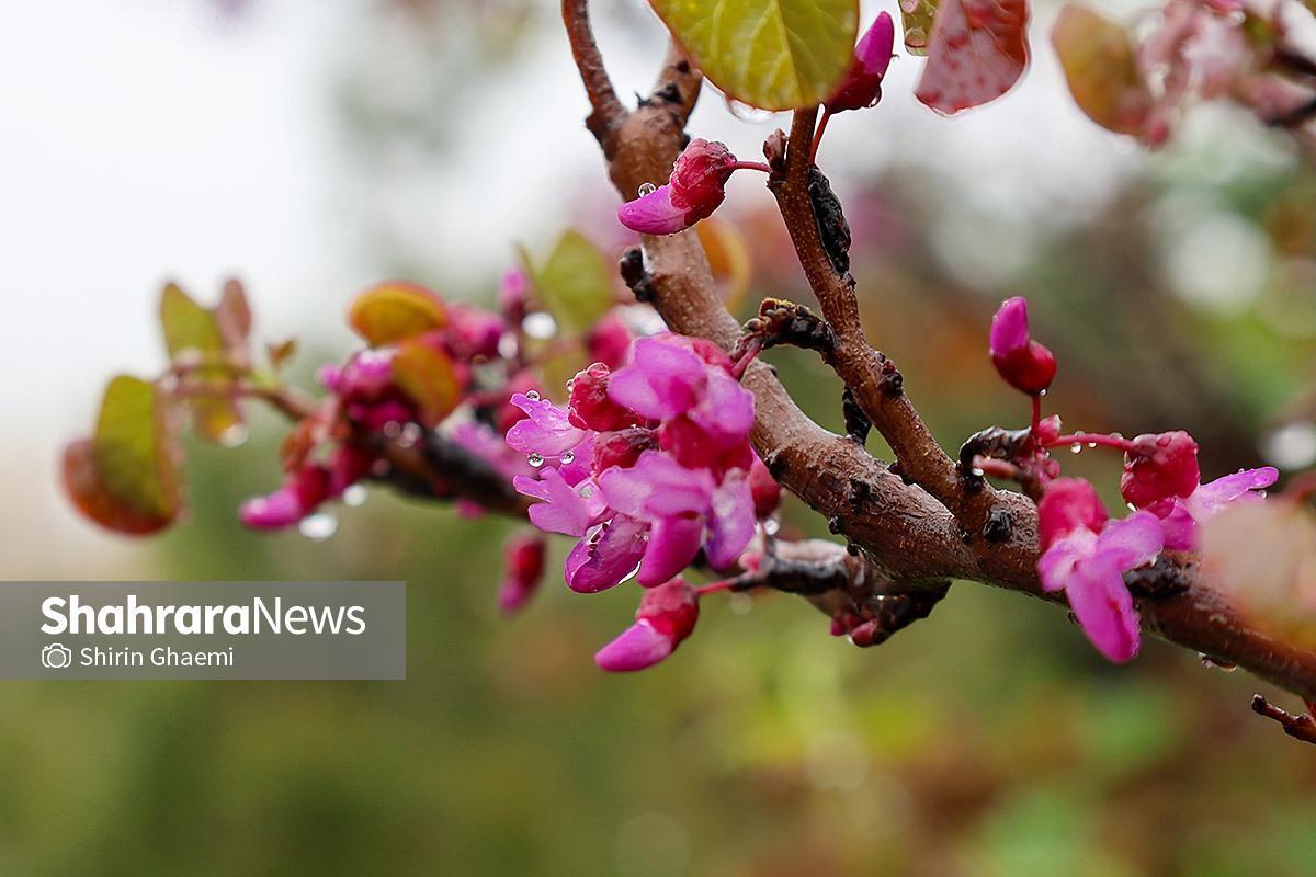 پیش&zwnj;بینی بارندگی&zwnj;های بهاره در خراسان رضوی و ۱۹ استان (پنجشنبه، ۳۱ اردیبهشت ۱۴۰۵)
