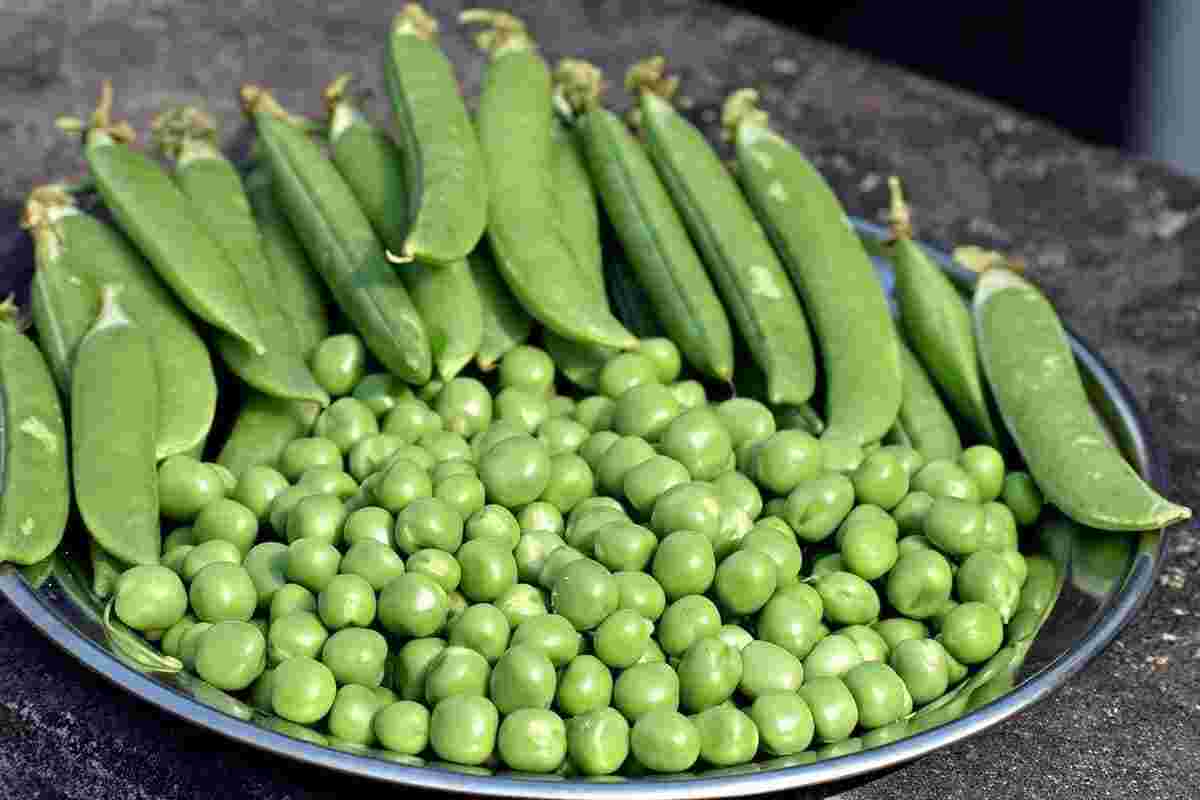 قیمت امروز میوه و تره بار در مشهد (۶ اردیبهشت ۱۴۰۵) | نخود سبز و باقلا کیلویی چند؟