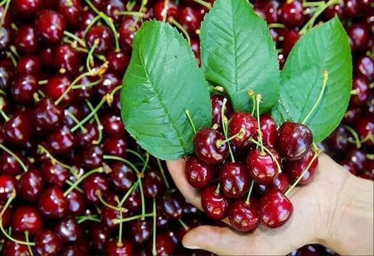 قیمت امروز میوه و تره&zwnj;بار در مشهد (۲ خرداد ۱۴۰۵) | ورود گیلاس، آلبالو و انبه به بازار با قیمت&zwnj;های نجومی
