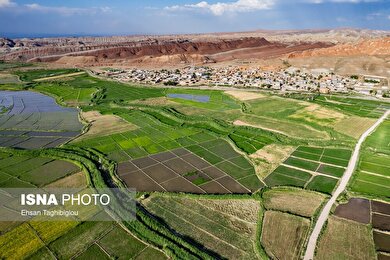 گزارش تصویری | رونق کشت برنج در حاشیه رودخانه قزل اوزن