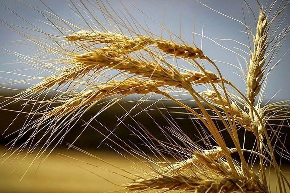 پرداخت مطالبات گندم کاران از امروز آغاز می‌شود (۴ خرداد ۱۴۰۵)