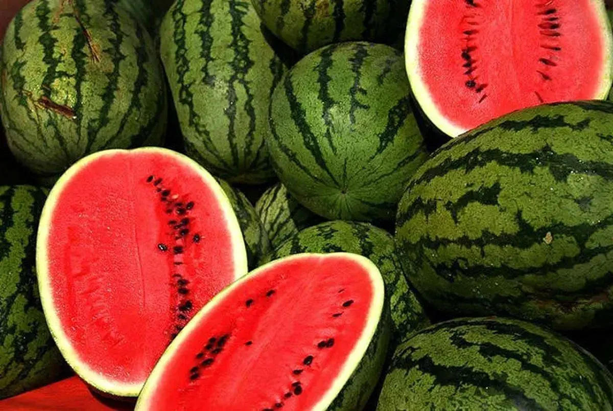 فاجعه‌ای به نام صادرات هندوانه | ایران معادل ۸ میلیارد مترمکعب آب را صادر می‌کند
