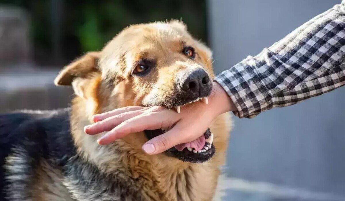 واکسیناسیون بیش از ۳۱ هزار حیوان علیه هاری در خراسان رضوی