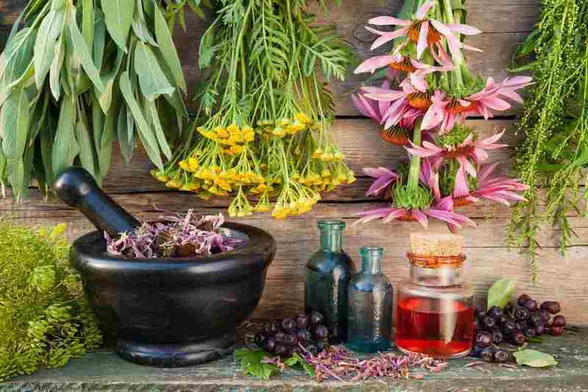 ۵ گیاه معطر که پشه‌ها را از شما دور می‌کنند