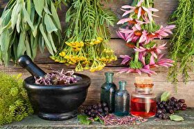 ۵ گیاه معطر که پشه‌ها را از شما دور می‌کنند