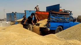 شگرد جدید دلالان برای سرکیسه کردن کشاورزان