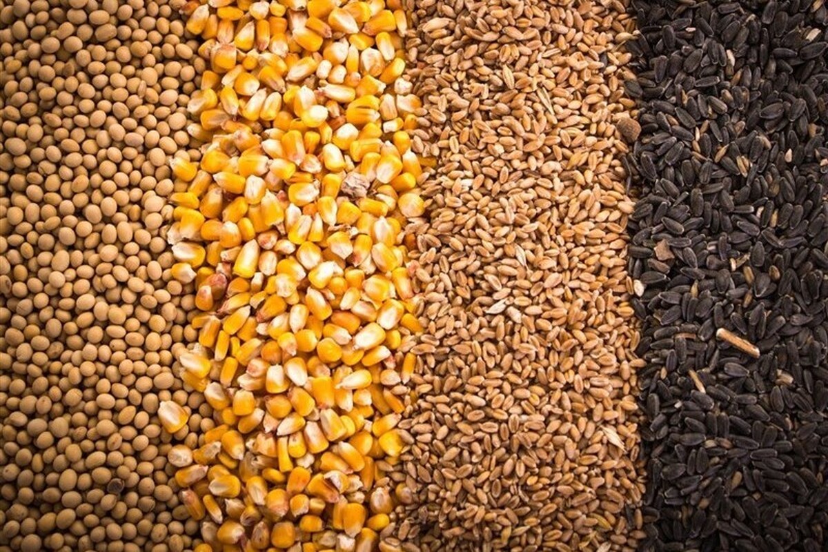 آغاز طرح توزیع ۴ هزار تن نهاده دامی مدت‌دار به عشایر خراسان رضوی