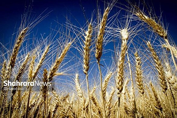 شارژ اعتبار ۲۴ هزار میلیارد تومانی گندمکاران در «طرح اعتباری گندم» + جزئیات