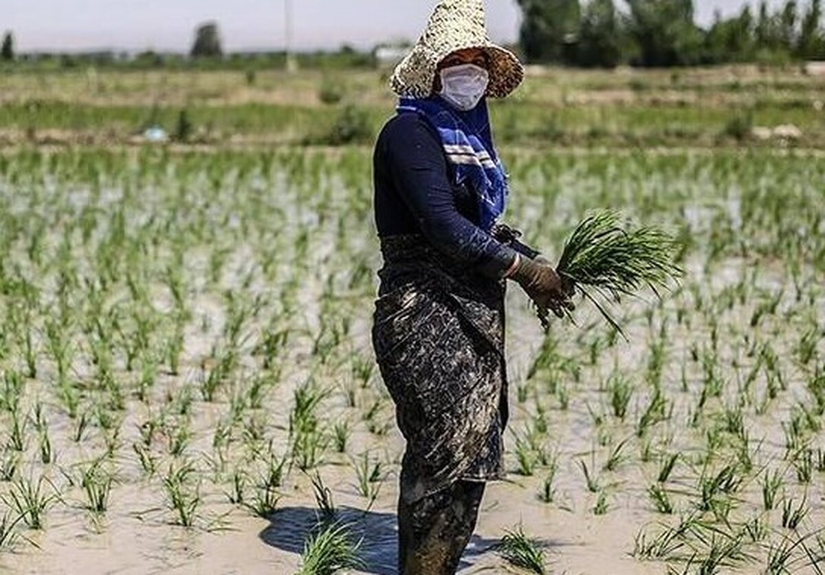سهم ۹۸ درصدی زنان روستایی کشور در بازپرداخت تسهیلات اشتغالزایی