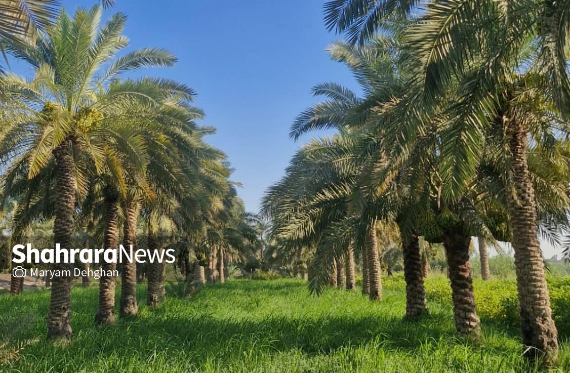 سلام آقای کربلا | روایتی از پیاده‌روی نجف تا کربلا در اربعین حسینی ۱۴۴۸