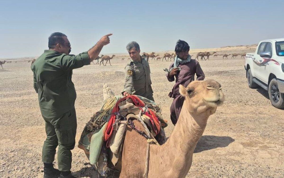 دو گله بزرگ شتر از بستر تالاب هامون صابوری سیستان خارج شدند