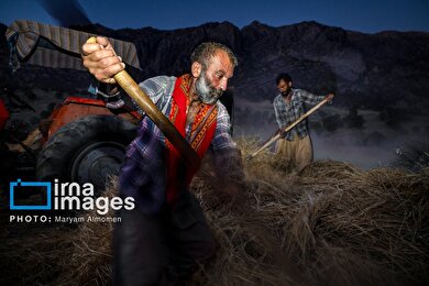 گزارش تصویری | فصل برداشت محصول عشایر بختیاری