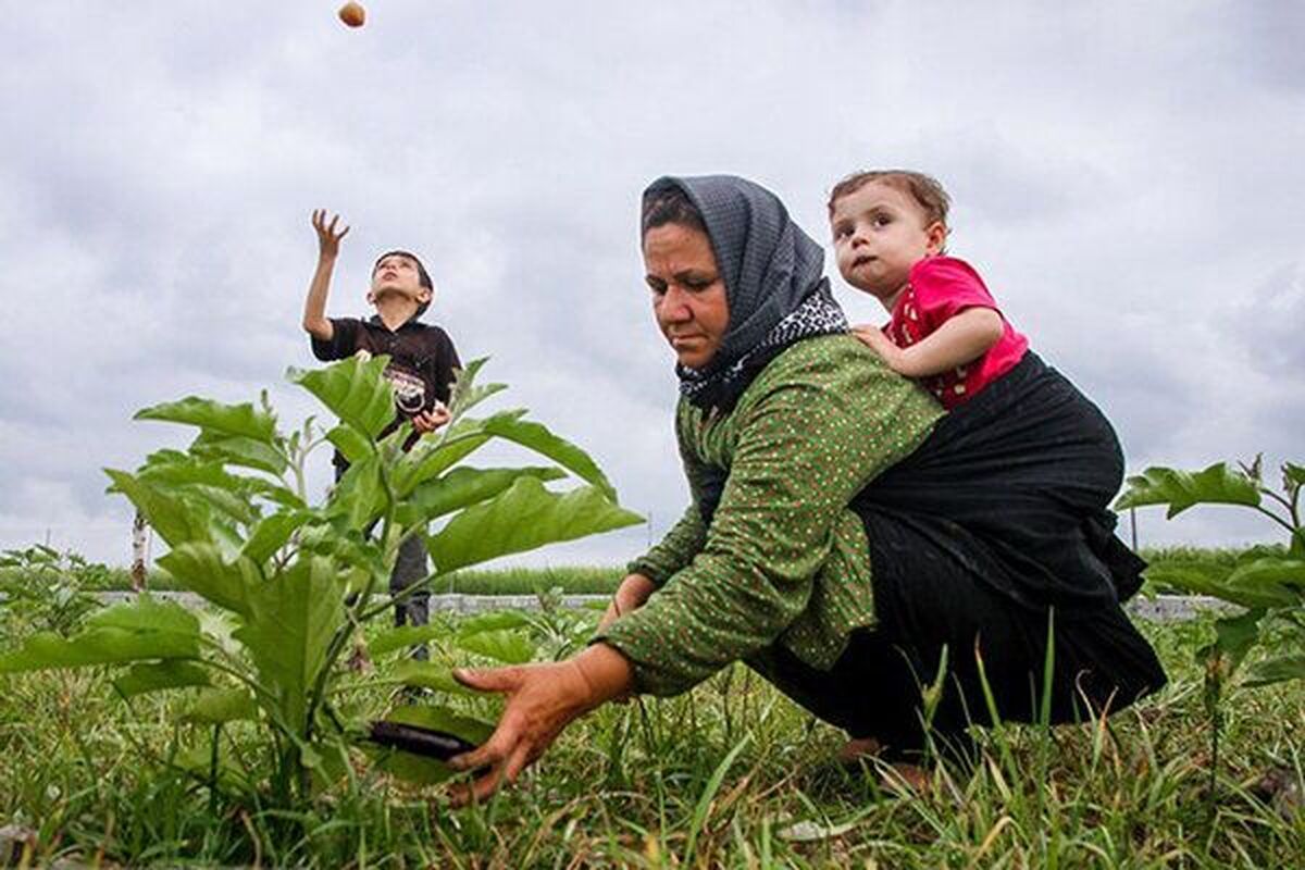 تحت پوشش بیمه قرار گرفتن زنان سرپرست خانوار و دختران روستایی در خراسان رضوی| جدیدترین آمارها اعلام شد