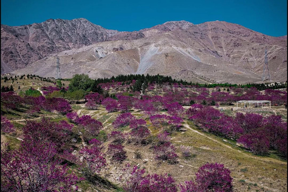 تپه‌های زیبای گلغندی در پروان افغانستان + عکس