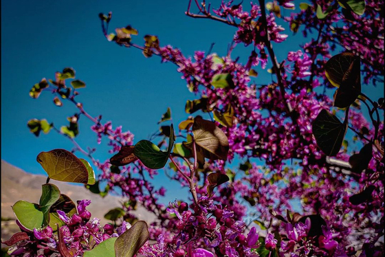 تپه‌های زیبای گلغندی در پروان افغانستان + عکس